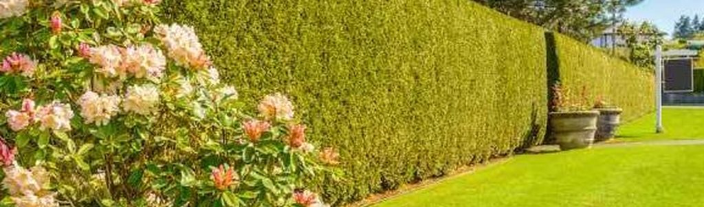 Remington RM5124TH, 5 Amp 24-Inch Dual Action Blades Electric Hedge Trimmer Review