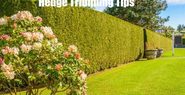 Hedge Trimming Tips- How to cut hedges properly