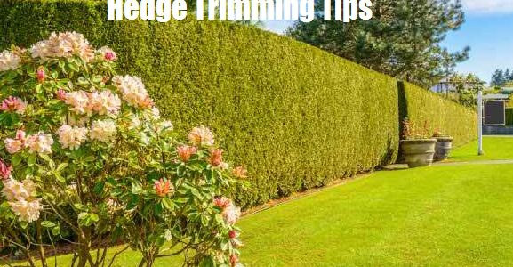 Hedge Trimming Tips- How to cut hedges properly