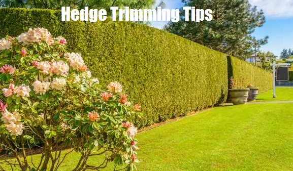 Hedge Trimming Tips- How to cut hedges properly