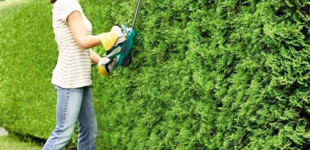 How to Use Hedge Trimmer?