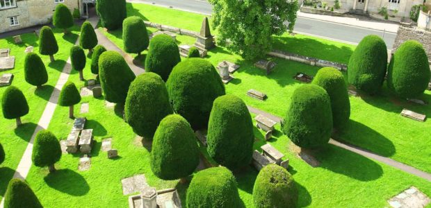 When is the Best Time to Trim Hedges