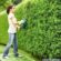How to Use Hedge Trimmer?