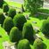 Hedge Trimming Tips- How to Cut Hedges Properly?